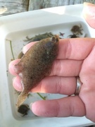 Dab (Limanda limanda)