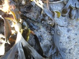 Blæretang (Fucus vesiculosus)