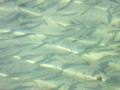 Sildefamilien (Clupeidae)