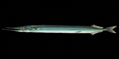 Horngjel (Belone belone)