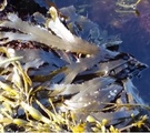 Sagtang (Fucus serratus)