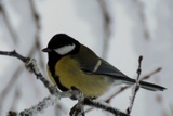 Kjøttmeis (Parus major)