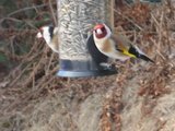 Stillits (Carduelis carduelis)