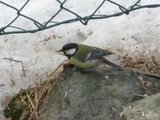 Kjøttmeis (Parus major)