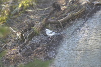 Bokfink (Fringilla coelebs)