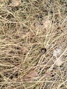 Bumble-bee (Bombus)