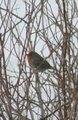 Rødstrupe (Erithacus rubecula)