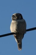 Northern Hawk Owl (Surnia ulula)