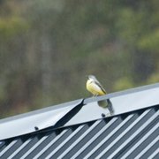Grey Wagtail (Motacilla cinerea)