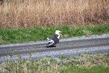 Gråmåke (Larus argentatus)