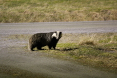 Badger (Meles meles)