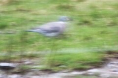 Ringdue (Columba palumbus)