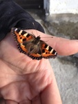 Neslesommerfugl (Aglais urticae)