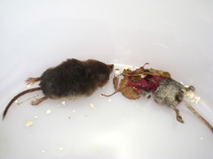 Common shrew (Sorex araneus)