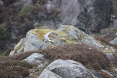 Common Tern (Sterna hirundo)