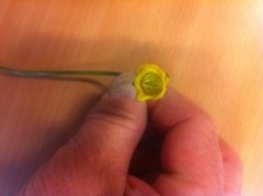 Lesser Celandine (Ranunculus ficaria)