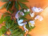 Hvitveis (Anemone nemorosa)