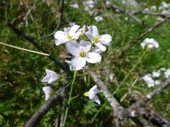 Cuckooflower (Cardamine pratensis)