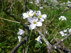 Engkarse (Cardamine pratensis)