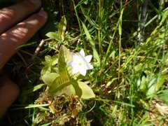 Skogstjerne (Trientalis europaea)