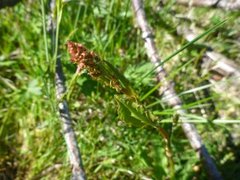 Engsyre (Rumex acetosa)