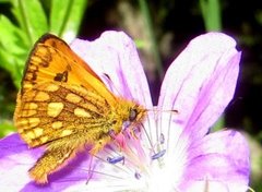 Northern Chequered Skipper (Carterocephalus silvicola)