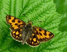 Northern Chequered Skipper (Carterocephalus silvicola)