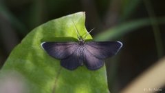 Chimney Sweeper (Odezia atrata)