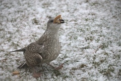 Herring Gull (Larus argentatus)
