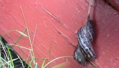 Giant Garden Slug (Limax maximus)