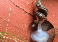 Giant Garden Slug (Limax maximus)