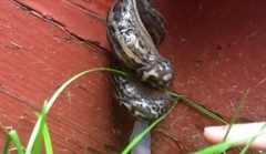 Giant Garden Slug (Limax maximus)