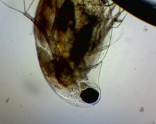 Dafnier (Daphnia)