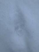 Wolf (Canis lupus)