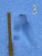 Moose (Alces alces)