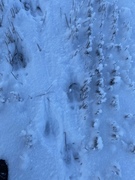 Moose (Alces alces)