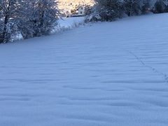 Rødrev (Vulpes vulpes)