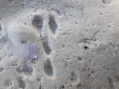 Mountain hare (Lepus timidus)