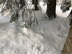 Mountain hare (Lepus timidus)