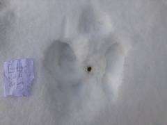 Mountain hare (Lepus timidus)