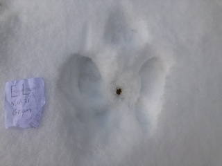 Hare (Lepus timidus)