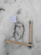 Moose (Alces alces)