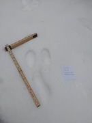 Mountain hare (Lepus timidus)