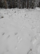 Mountain hare (Lepus timidus)