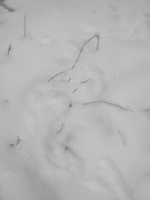 Mountain hare (Lepus timidus)