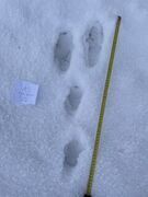 Mountain hare (Lepus timidus)
