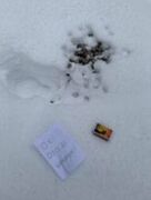 Moose (Alces alces)