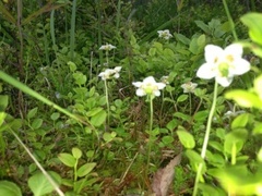 St. Olaf's Candlestick (Moneses uniflora)
