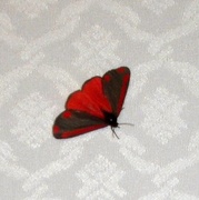 Karminspinner (Tyria jacobaeae)