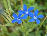 Snøsøte (Gentiana nivalis)